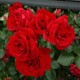 Троянда Симпатія (Rosa Sympathie)